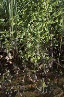 Flora-Minze-20060623-23.jpg