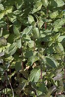 Flora-Minze-20060623-26.jpg