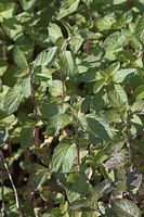 Flora-Minze-20060623-27.jpg
