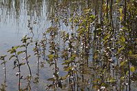 Flora-Minze-20060623-28.jpg