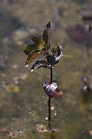Flora-Minze-20060623-29.jpg