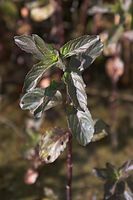 Flora-Minze-20060623-30.jpg