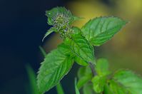 Flora-Minze-20120728-25.jpg