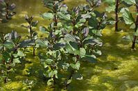 Dateiname=Flora-Minze-20140426-103.jpg
Dateigröße=221KB
Abmessungen: 720x478
hinzugefügt am: 11. September 2014 Flora-Minze-20140426-103.jpg