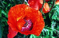 Dateiname=Flora-Mohn-199706-01.jpg
Dateigröße=219KB
Abmessungen: 720x463
hinzugefügt am: 11. September 2014 Flora-Mohn-199706-01.jpg