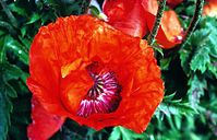 Flora-Mohn-199706-01.jpg