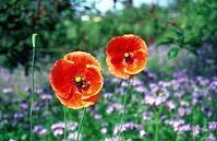 Flora-Mohn-199706-03.jpg