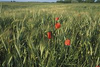 Dateiname=Flora-Mohn-199806-032.jpg
Dateigröße=260KB
Abmessungen: 720x481
hinzugefügt am: 11. September 2014 Flora-Mohn-199806-032.jpg
