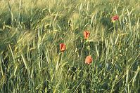 Dateiname=Flora-Mohn-19980600-31.jpg
Dateigröße=290KB
Abmessungen: 720x481
hinzugefügt am: 11. September 2014 Flora-Mohn-19980600-31.jpg