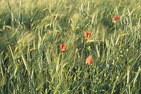 Flora-Mohn-19980600-31.jpg