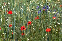 Dateiname=Flora-Mohn-199906-11.jpg
Dateigröße=293KB
Abmessungen: 720x481
hinzugefügt am: 11. September 2014 Flora-Mohn-199906-11.jpg