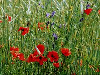 Dateiname=Flora-Mohn-199906-14.jpg
Dateigröße=356KB
Abmessungen: 720x543
hinzugefügt am: 11. September 2014 Flora-Mohn-199906-14.jpg