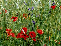 Flora-Mohn-199906-14.jpg