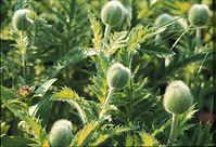 Flora-Mohn-199906-29.jpg