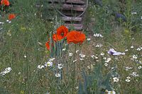 Dateiname=Flora-Mohn-20050622-02.jpg
Dateigröße=218KB
Abmessungen: 720x480
hinzugefügt am: 11. September 2014 Flora-Mohn-20050622-02.jpg