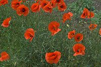 Flora-Mohn-20050622-03.jpg