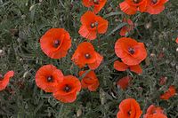 Dateiname=Flora-Mohn-20050622-06.jpg
Dateigröße=233KB
Abmessungen: 720x480
hinzugefügt am: 11. September 2014 Flora-Mohn-20050622-06.jpg