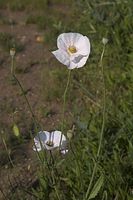 Flora-Mohn-20060624-10.jpg