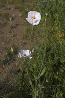 Flora-Mohn-20060624-11.jpg