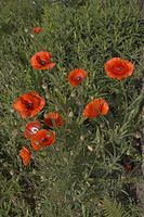 Flora-Mohn-20060624-12.jpg