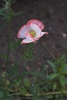 Flora-Mohn-20060624-13.jpg