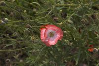 Flora-Mohn-20060625-11.jpg