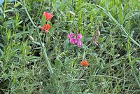 Dateiname=Flora-Mohn-20070623-335a.jpg
Dateigröße=287KB
Abmessungen: 720x484
hinzugefügt am: 11. September 2014 Flora-Mohn-20070623-335a.jpg