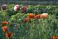 Flora-Mohn-20080602-26.jpg