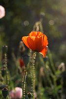 Flora-Mohn-20080607-223.jpg