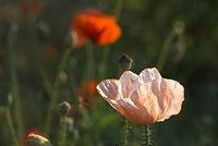 Flora-Mohn-20080607-226.jpg