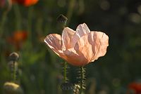 Flora-Mohn-20080607-227.jpg