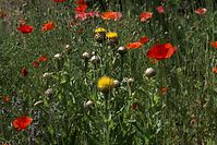 Flora-Mohn-20100627-24.jpg