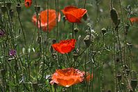 Flora-Mohn-20100627-26.jpg