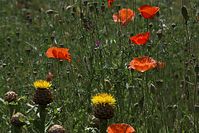 Flora-Mohn-20100627-27.jpg