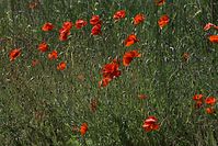 Flora-Mohn-20100627-28.jpg