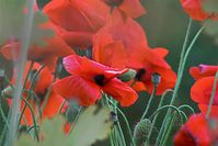 Flora-Mohn-20100628-64.jpg
