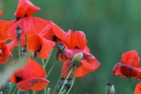 Flora-Mohn-20100628-65.jpg
