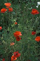 Flora-Mohn-20100701-11.jpg