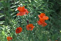 Flora-Mohn-20100701-15.jpg