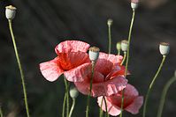 Dateiname=Flora-Mohn-20100702-15.jpg
Dateigröße=137KB
Abmessungen: 720x481
hinzugefügt am: 11. September 2014 Flora-Mohn-20100702-15.jpg