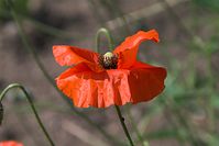 Dateiname=Flora-Mohn-20100702-18.jpg
Dateigröße=125KB
Abmessungen: 720x481
hinzugefügt am: 11. September 2014 Flora-Mohn-20100702-18.jpg