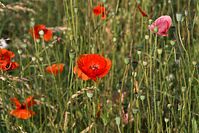 Flora-Mohn-20100702-29.jpg