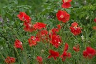 Flora-Mohn-20110703-32.jpg