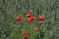 Flora-Mohn-20120617-518.jpg