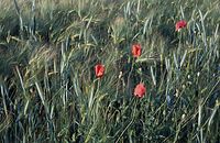 Flora-Mohn-Getreidefeld-1998-024.jpg