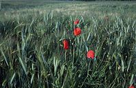 Flora-Mohn-Getreidefeld-1998-025.jpg