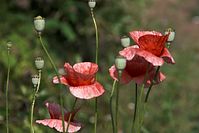 Flora-Mohnblume-20100702-63.jpg