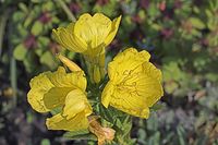 Flora-Nachtkerze-20050625-13.jpg