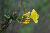 Flora-Nachtkerze-20050814-44.jpg