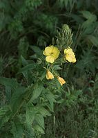 Flora-Nachtkerze-20090531-77.jpg